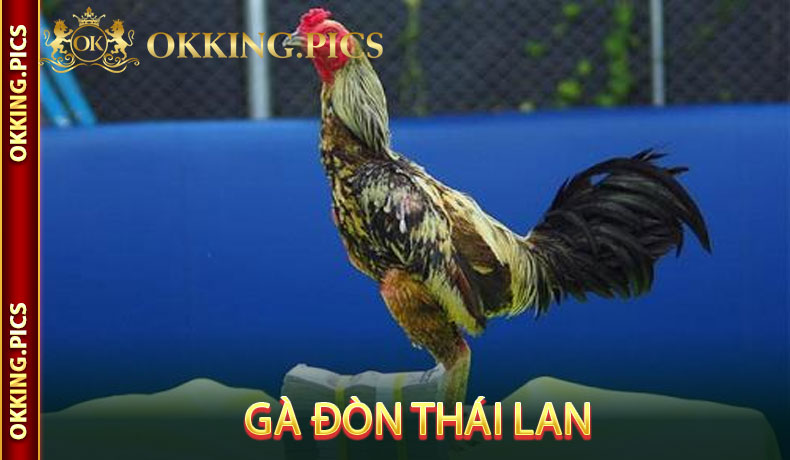 Gà Đòn Thái Lan